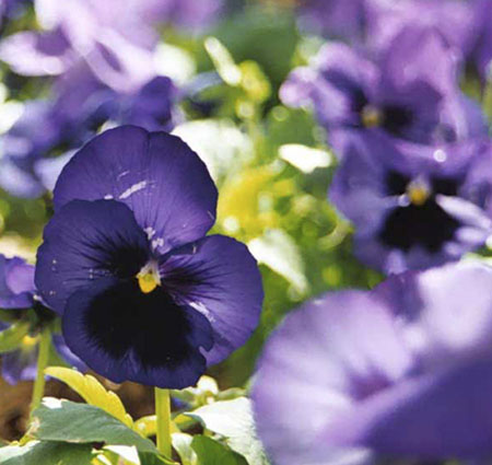 Pansies